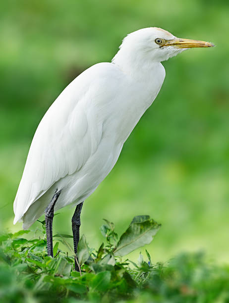 garça-branca-grande (ardea alba) - egret great egret animals and pets white bird - fotografias e filmes do acervo