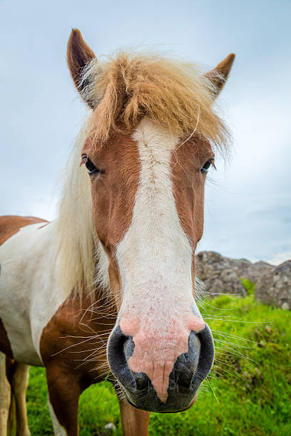 istock Icelandic Horse 470013388