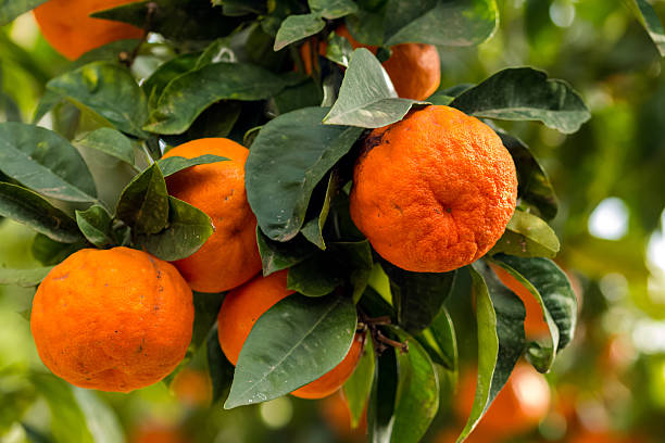 istock Oranges on a tree in an orange grove in Sicily 470016230