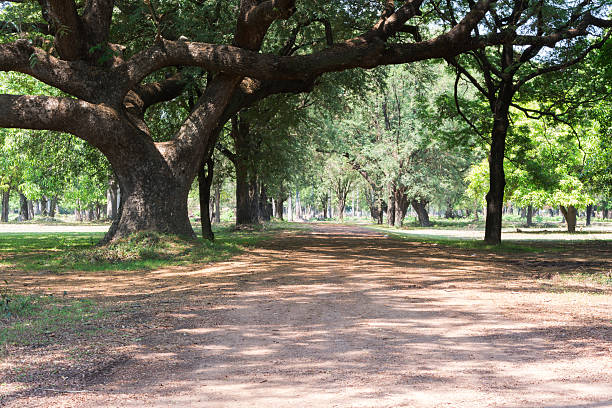 istock Big tree with the passage of the soil 470016698