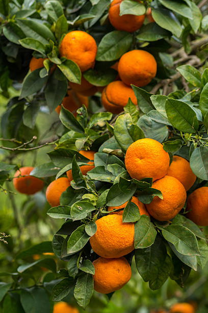 istock Oranges on a tree in an orange grove in Sicily 470016856