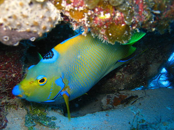 istock Close-up of Queen Angelfish 470017741