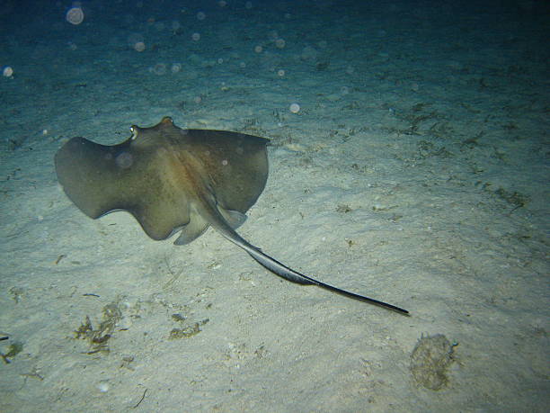 istock Stingray in the carribean sea 470017929
