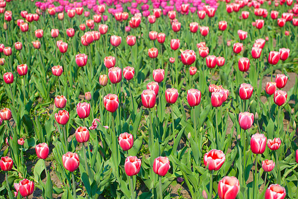 Tulips in the garden stock photo