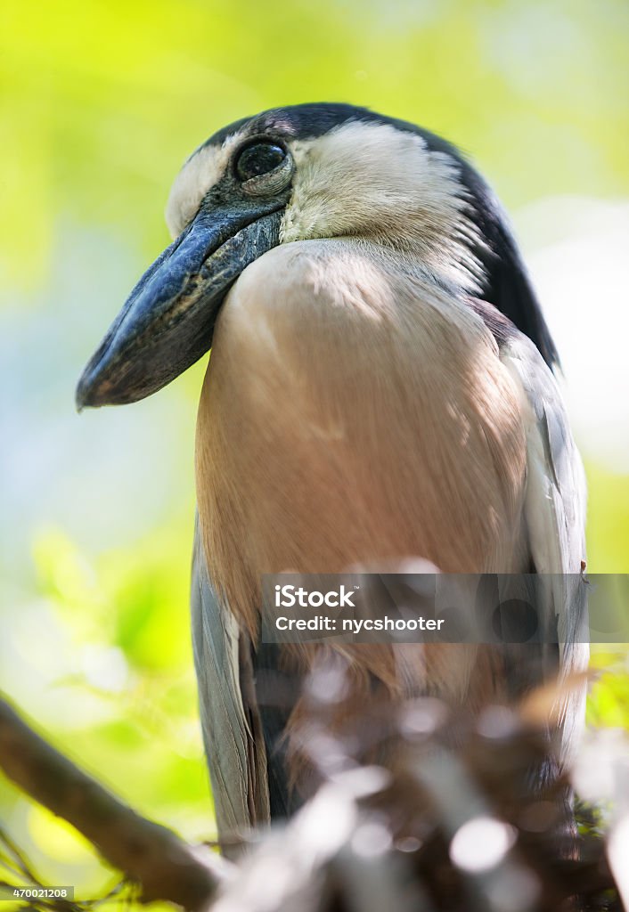Boat-billed heron bird Close-up of a Boat-billed heron sitting in a tree in the South American Jungle. 2015 Stock Photo