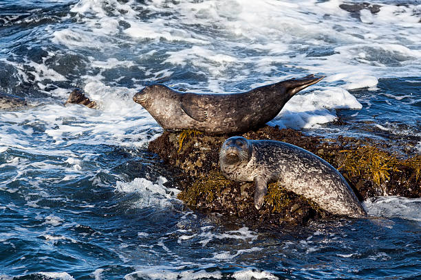 Two seals on a rock in ocean surf stock photo