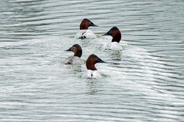 istock Interesting Composition with Four Canvas Backs Swimming in Small Pond 470021673