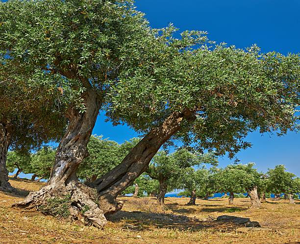 istock plantation of olive trees 470021838