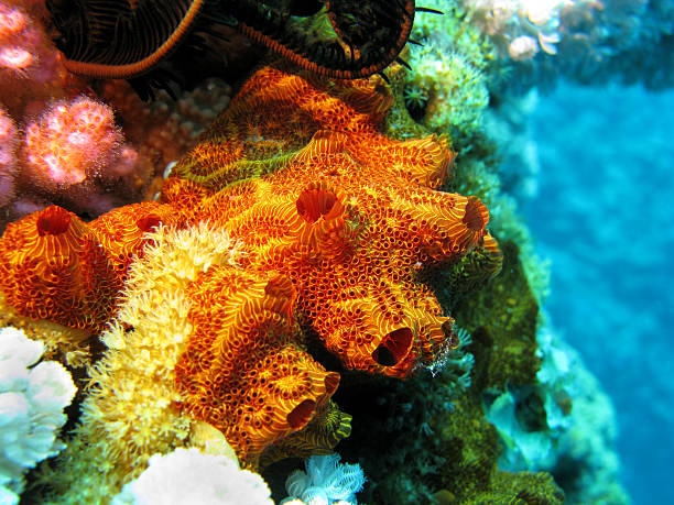istock coral reef with great sea sponge 470022529