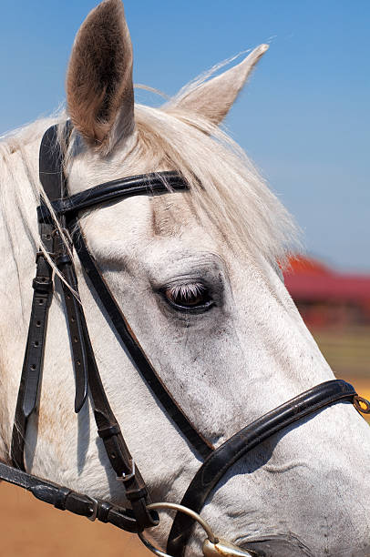 istock horse head close up 470022596