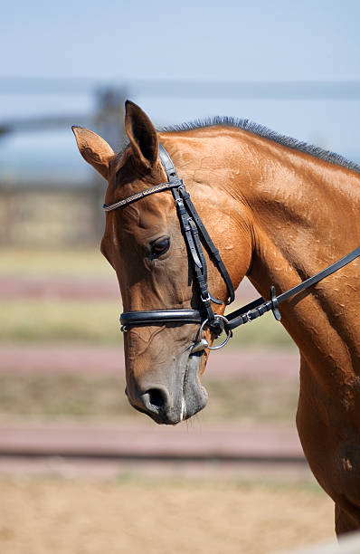 istock horse head close up 470022602