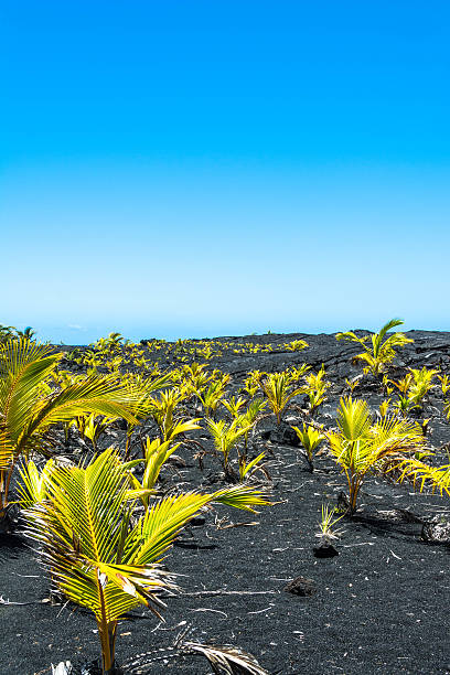istock Seedlings on the lava in Big Island, Hawaii 470022828