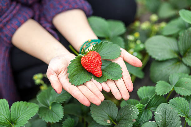 istock strawberry on woman hands 470022972