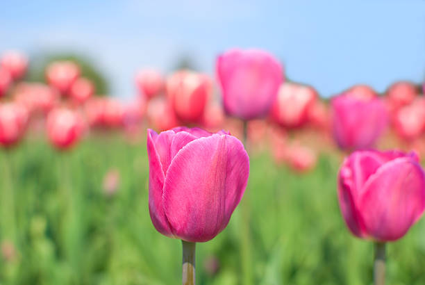 Purple and pink tulips stock photo