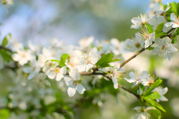 White cherry blossoms in spring stock photo