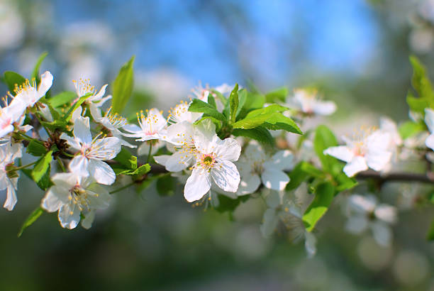 White cherry blossoms in spring stock photo