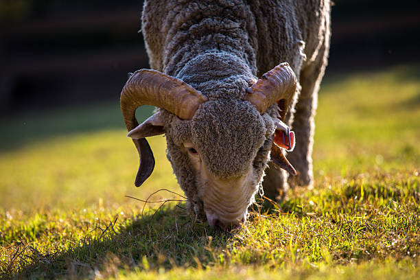 lana merino - lamb merino sheep sheep focus on foreground foto e immagini stock