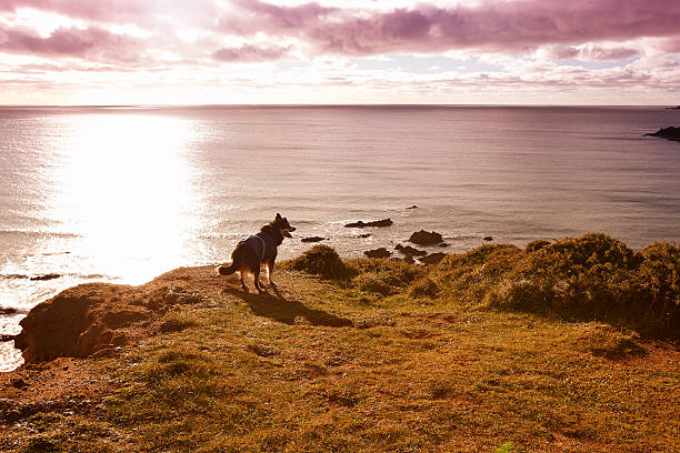 istock Border collie on grassy headland 470026569