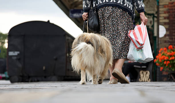 istock Old lady walking dog on railway platform 470026579