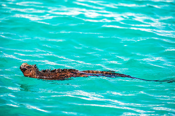 Swimming Marine Iguana Marine Iguana swimming in beautiful blue water in the Galapagos Islands iguana stock pictures, royalty-free photos & images