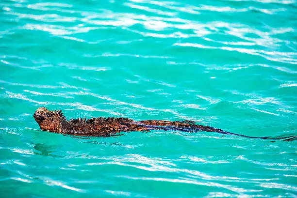 Marine Iguana swimming in beautiful blue water in the Galapagos Islands