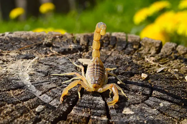 Yellow scorpion on the stump