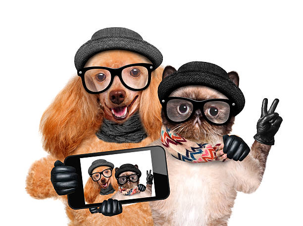 istock Hipster dog and cat taking selfie on smartphone 470027938