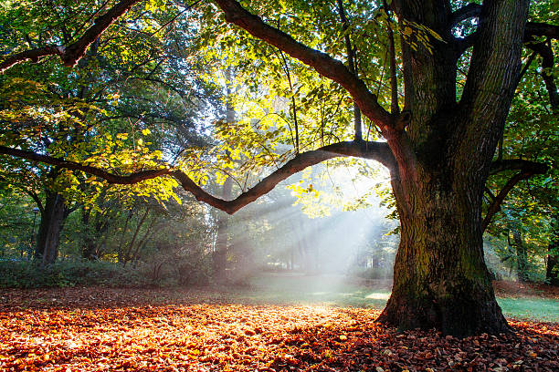 mighty oak tree mighty oak tree wrapped in sunshine oak tree stock pictures, royalty-free photos & images