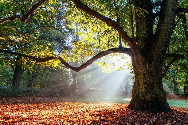 Photo of mighty oak tree