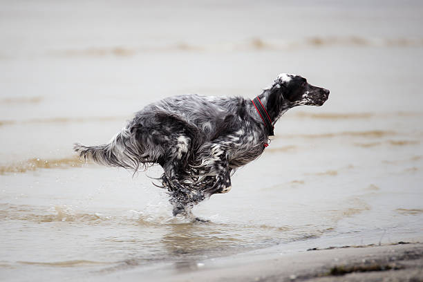 Dog is running English Setter on the beach english setter dog stock pictures, royalty-free photos & images