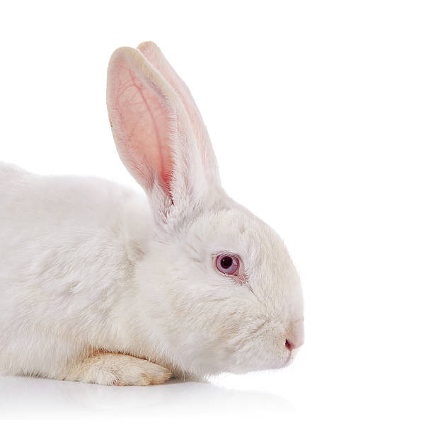 istock Portrait of a white rabbit with red eyes. 470032018