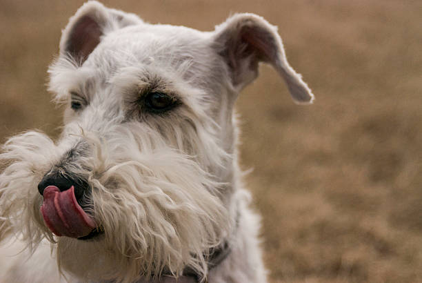 istock Schnauzer sticking his tongue out 470032410
