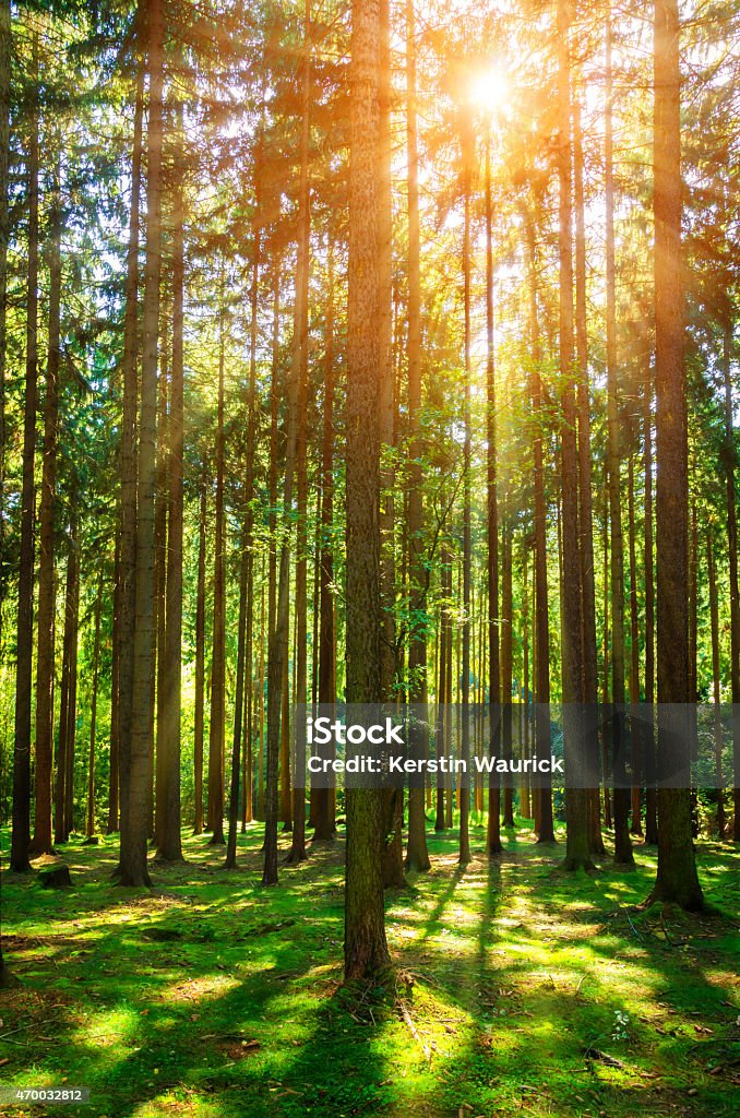 pine forest in autumn im Sonnenlicht  - Lizenzfrei Wald Stock-Foto