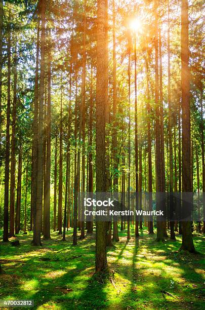 Pine Forest In Autumn Im Sonnenlicht Stockfoto und mehr Bilder von Wald - Wald, Baum, Vertikal