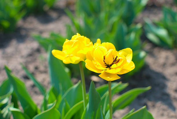 Yellow tulips stock photo