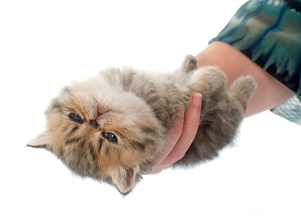 istock kitten exotic shorthair in hand 470036324