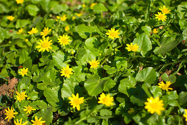 Spring background with beautiful yellow flowers and green leaves stock photo