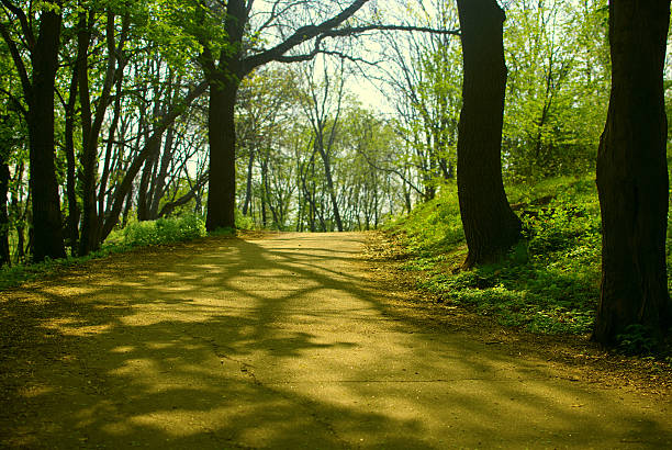 Forest path on a sunny April morning stock photo