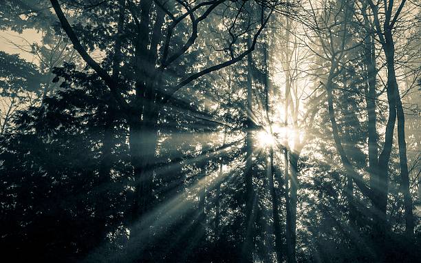 istock Sunrise in Stanley Park 470036946
