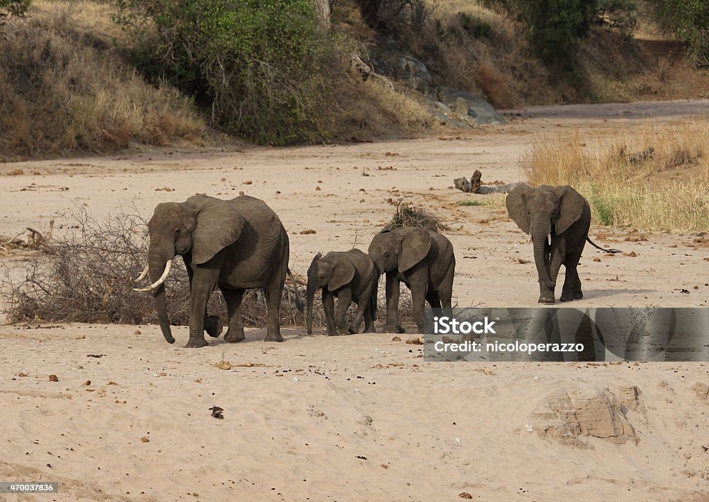 African elephants Group of african elephants in the savanna, Tanzania 2015 Stock Photo