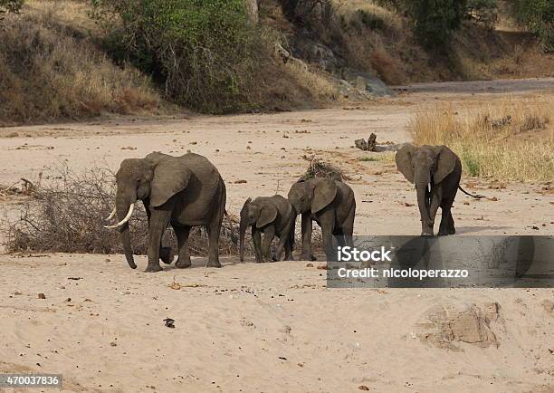 African Elephants Stock Photo - Download Image Now - 2015, Adventure, Africa