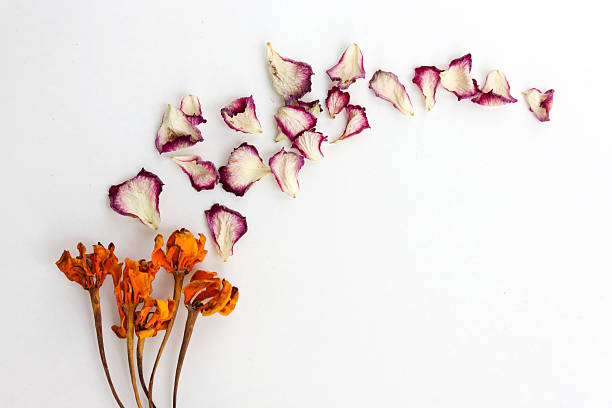 istock Closeup dry flower background 470037932