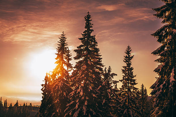 istock snow tree on sunrise.Carpathian mountains 470038108