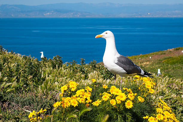 Western Gull at Channel Islands National Park California USA Western gulls nesting on a meadow with blooming yellow colored Giant Coreopsis on Anacapa Island during Spring. Anacapa Island is one of the five islands which form the Channel Islands National Park, near Los Angeles, California, USA anacapa island stock pictures, royalty-free photos & images