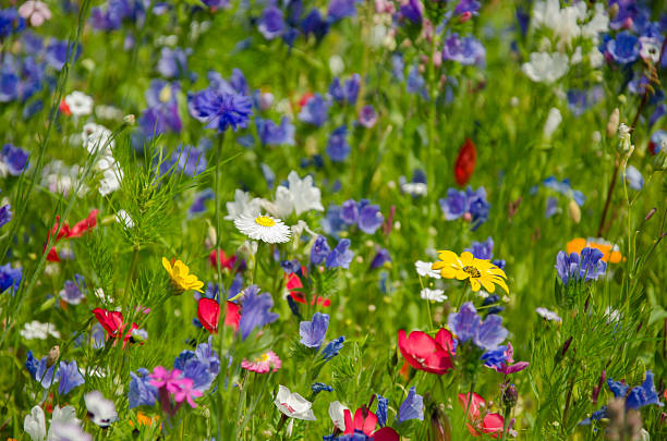 istock colorful meadow with wildflowers in summer 470040396