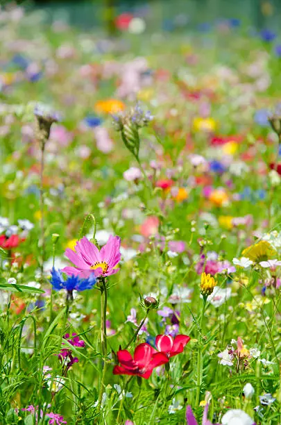 Photo of colorful meadow with wildflowers in summer