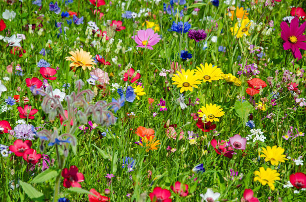 istock colorful meadow with wildflowers in summer 470040400