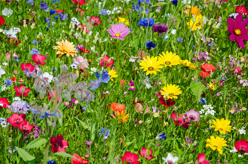 colorful meadow with wildflowers in summer