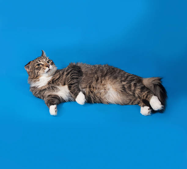 istock Fluffy tabby cat teenager lying on blue 470040494