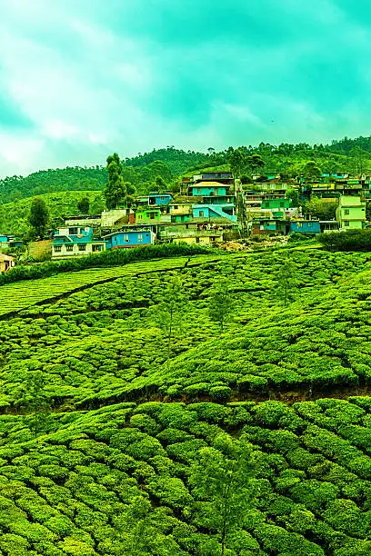 Photo of Indian tea plantation, Munnar